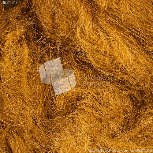 Image of Wild hair in a close-up