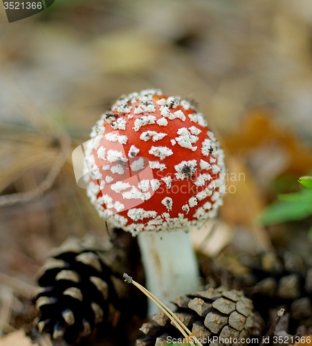 Image of Fly Agaric