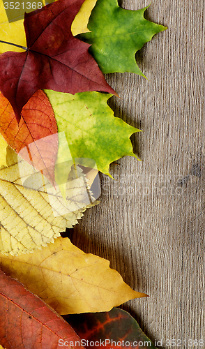 Image of Frame of Autumn Leafs