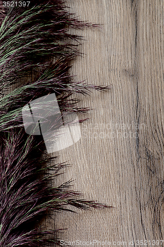 Image of Dried Grass Panicles