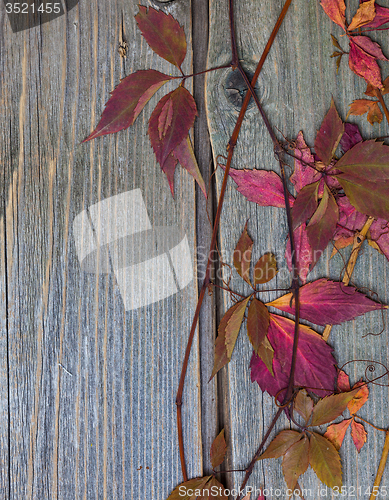 Image of herbarium. autumn still life
