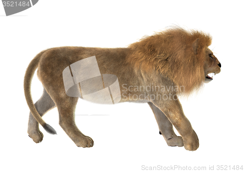 Image of Male Lion
