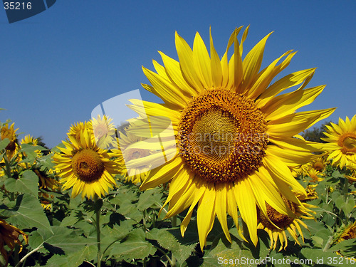 Image of Sunflower field