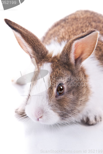 Image of Bunny