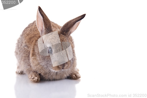 Image of Bunny