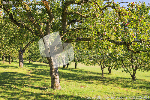 Image of apple trees