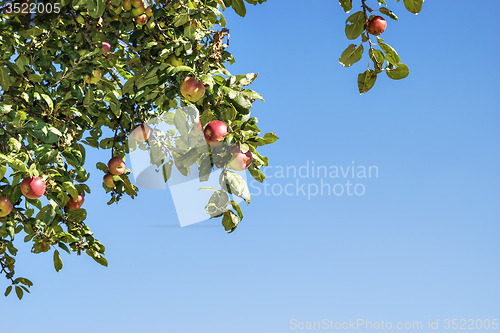 Image of apple trees