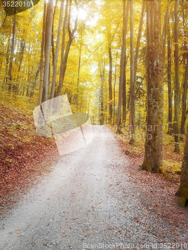 Image of autumn forest