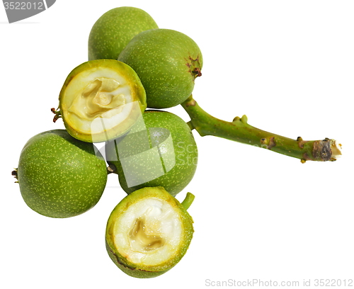 Image of Green young walnuts