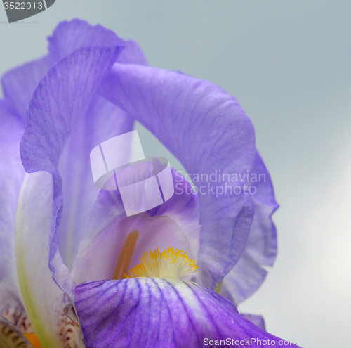 Image of Iris flower