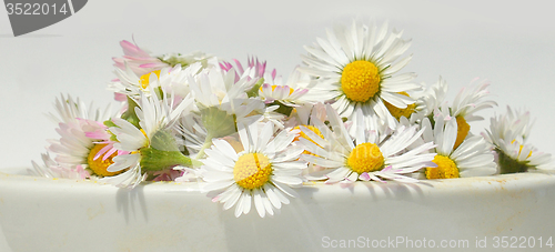 Image of Daisies