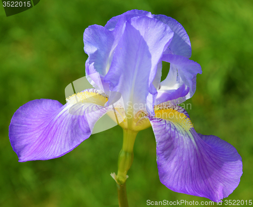 Image of Iris flower