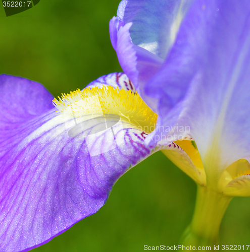 Image of Iris flower