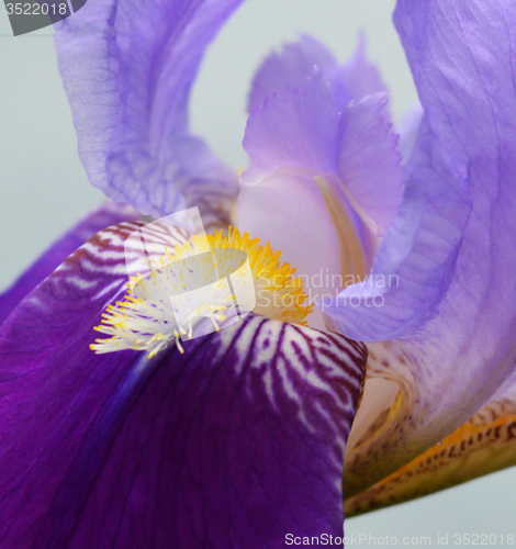 Image of Iris flower