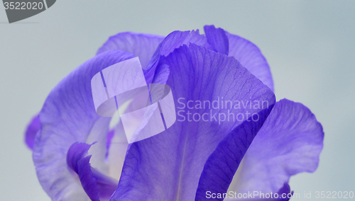 Image of Iris flower