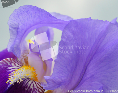 Image of Iris flower