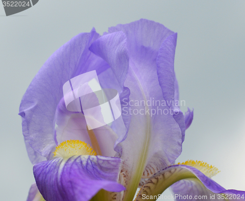 Image of Iris flower