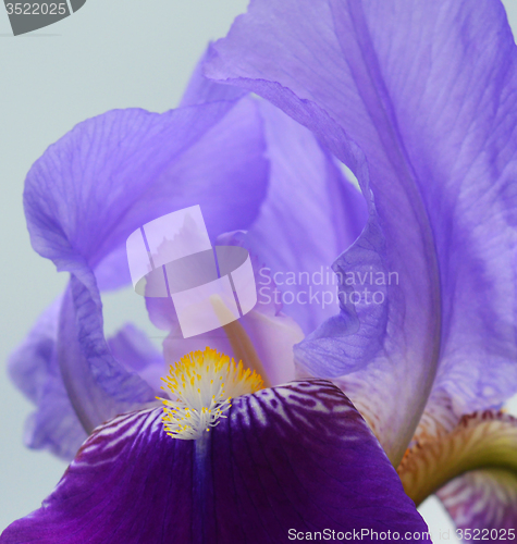 Image of Iris flower