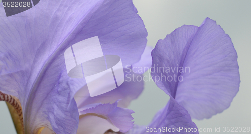 Image of Iris flower