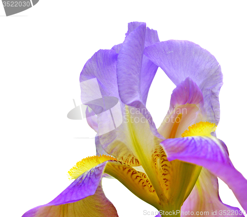 Image of Iris flower