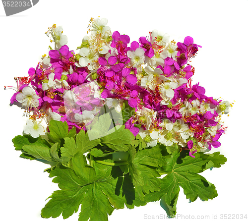 Image of Geranium