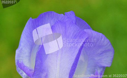 Image of Iris flower