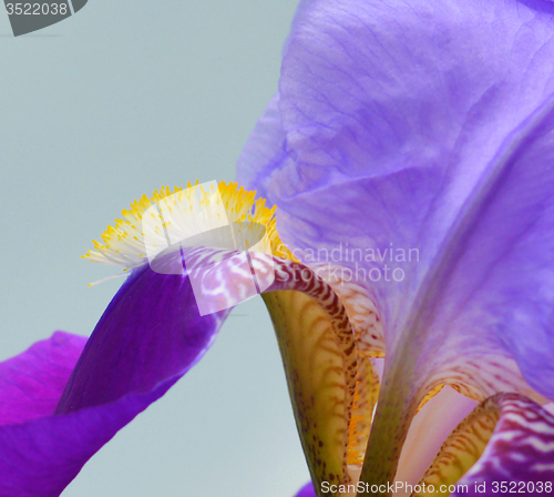 Image of Iris flower