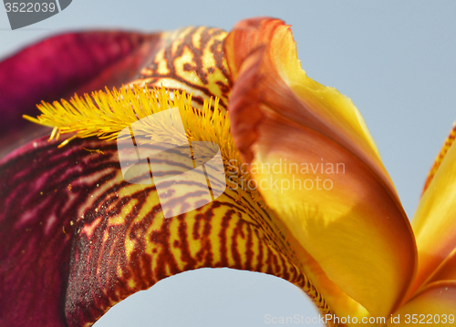 Image of Iris flower