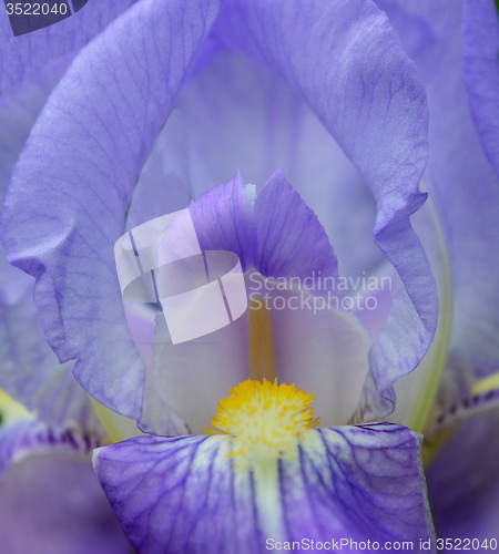 Image of Iris flower