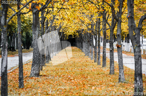 Image of Autumn park alley