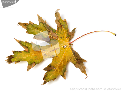 Image of Dried autumn leaf