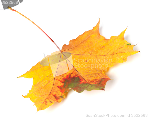 Image of Multicolor autumn maple-leaf on white background