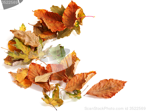 Image of Autumn dried leafs