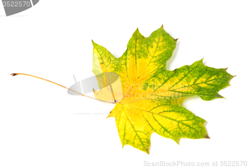 Image of Yellowed multicolor autumn maple-leaf