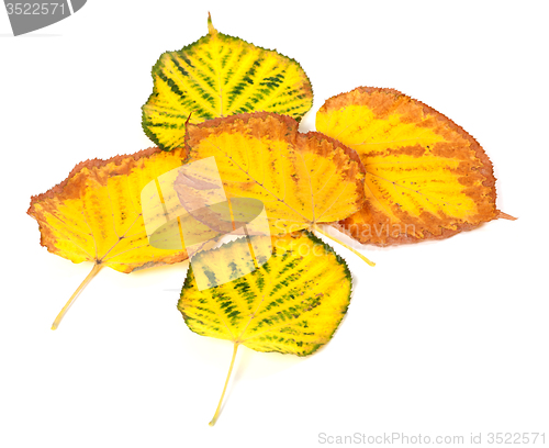 Image of Autumn multicolored leafs