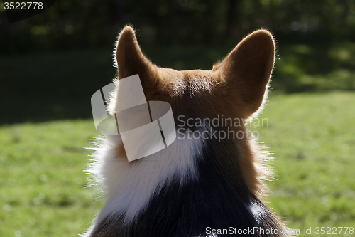 Image of dog ears