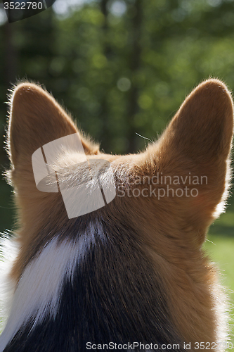 Image of behind ears