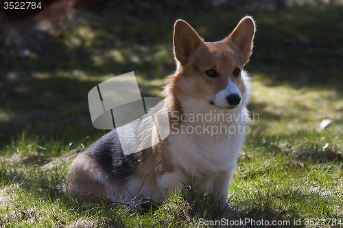 Image of sitting on the lawn