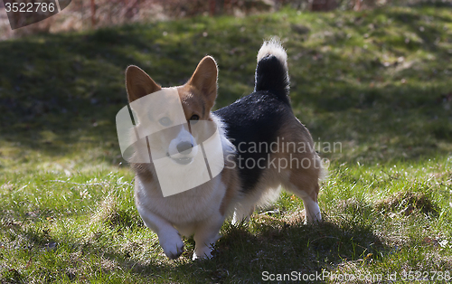 Image of welsh corgi