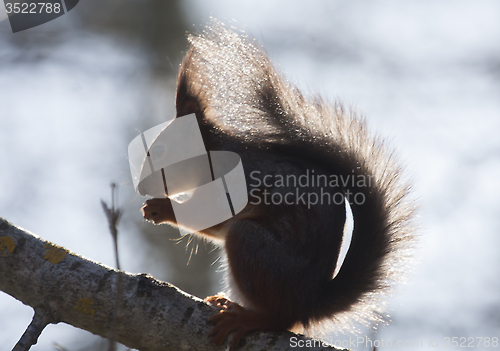 Image of red squirrel