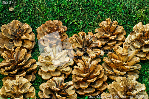 Image of Cones on grass