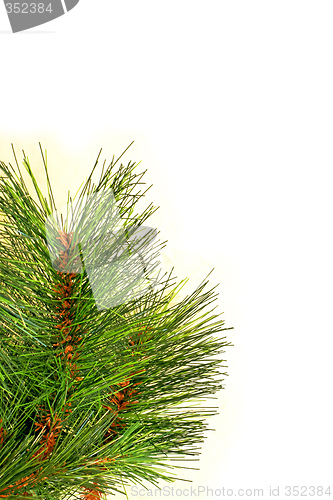 Image of Needles branch