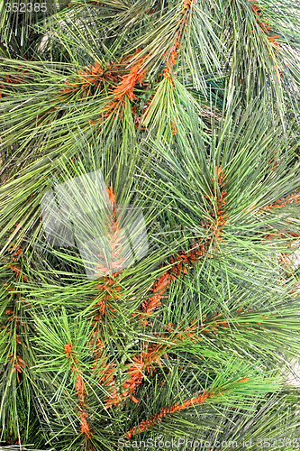 Image of Pine needles