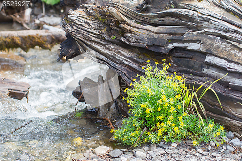 Image of Fresh yellow flowers