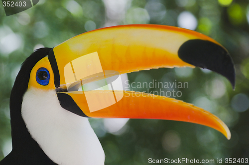 Image of Colorful toucan (Ramphastos toco)