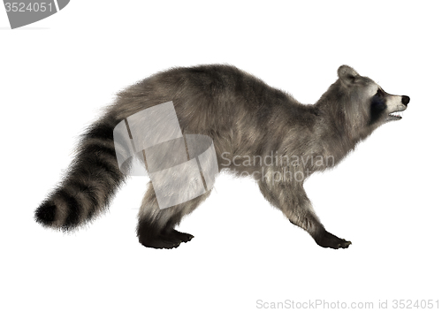 Image of Raccoon