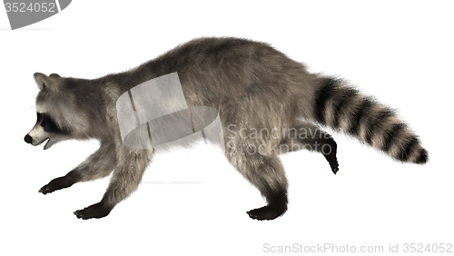 Image of Raccoon