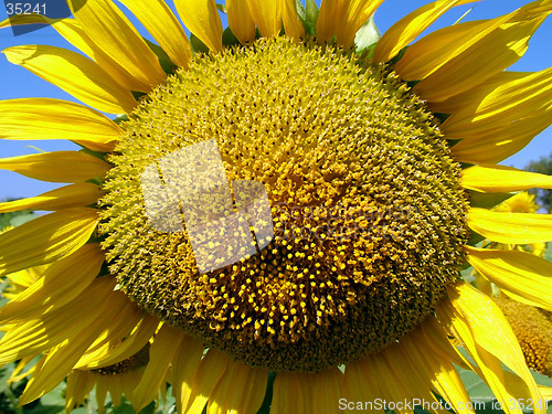 Image of Sunflower Close up Seeds