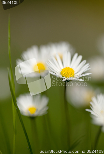 Image of small daisy flower