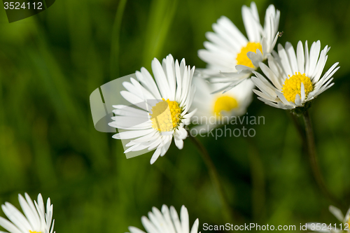 Image of small daisy flower